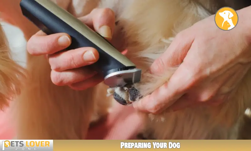 Preparing Your Dog