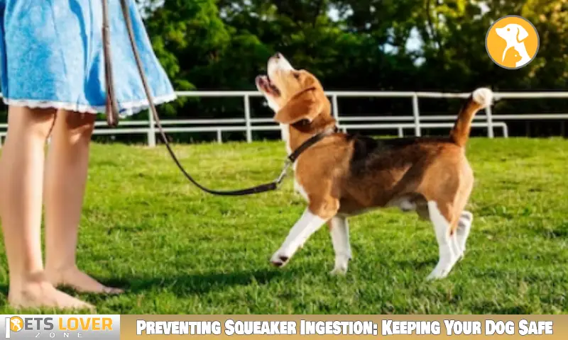 Preventing Squeaker Ingestion: Keeping Your Dog Safe