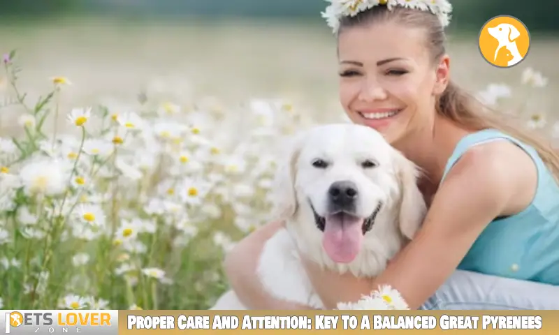 Proper Care And Attention: Key To A Balanced Great Pyrenees