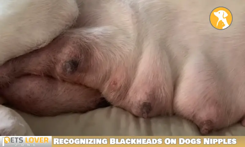 Recognizing Blackheads On Dogs Nipples