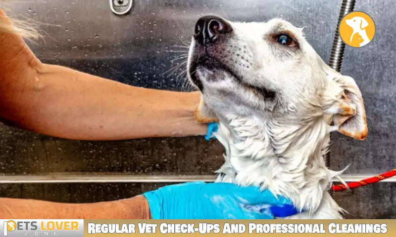 Regular Vet Check-Ups And Professional Cleanings