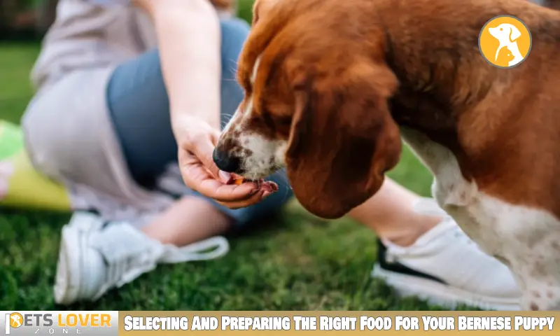 Selecting And Preparing The Right Food For Your Bernese PuppySelecting And Preparing The Right Food For Your Bernese Puppy