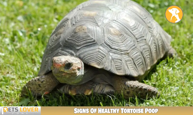 Signs Of Healthy Tortoise Poop
