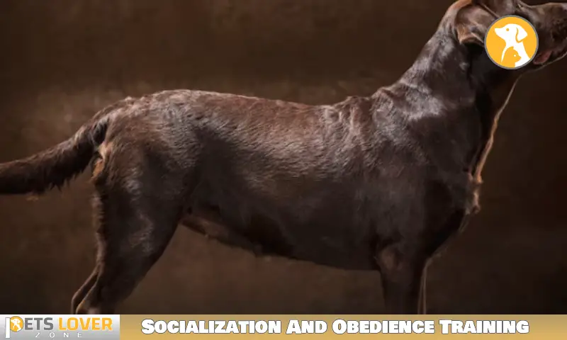 Socialization And Obedience Training