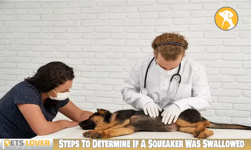 Steps To Determine If A Squeaker Was Swallowed