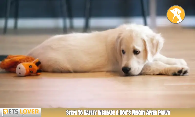 Steps To Safely Increase A Dog's Weight After Parvo