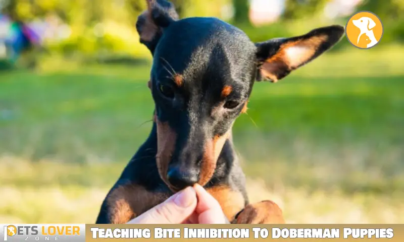 Teaching Bite Inhibition To Doberman Puppies