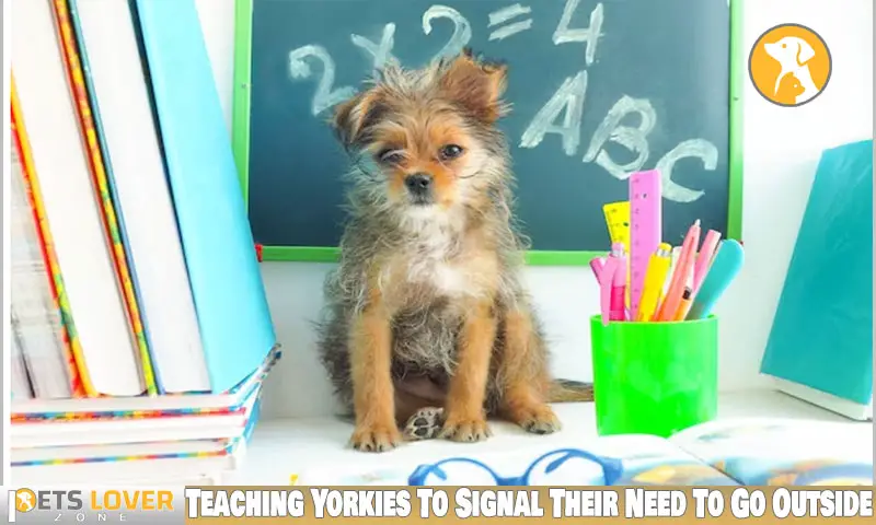 Teaching Yorkies To Signal Their Need To Go Outside
