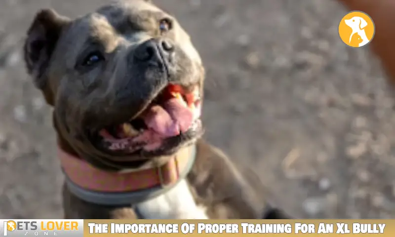 The Importance Of Proper Training For An Xl Bully