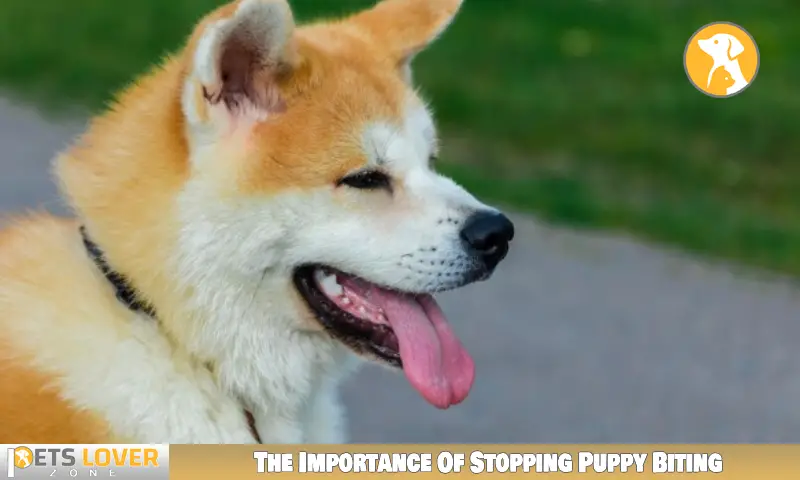 The Importance Of Stopping Puppy Biting