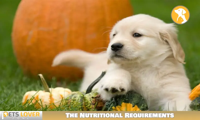The Nutritional Requirements Of St. Bernard Puppies