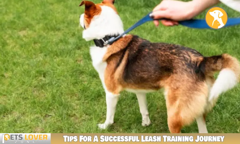 Tips For A Successful Leash Training Journey