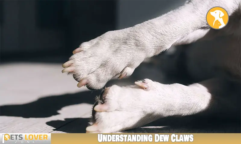 Understanding Dew Claws