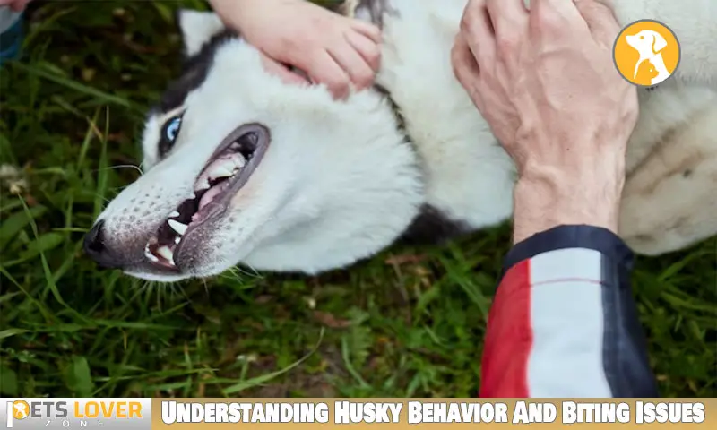 Understanding Husky Behavior And Biting Issues