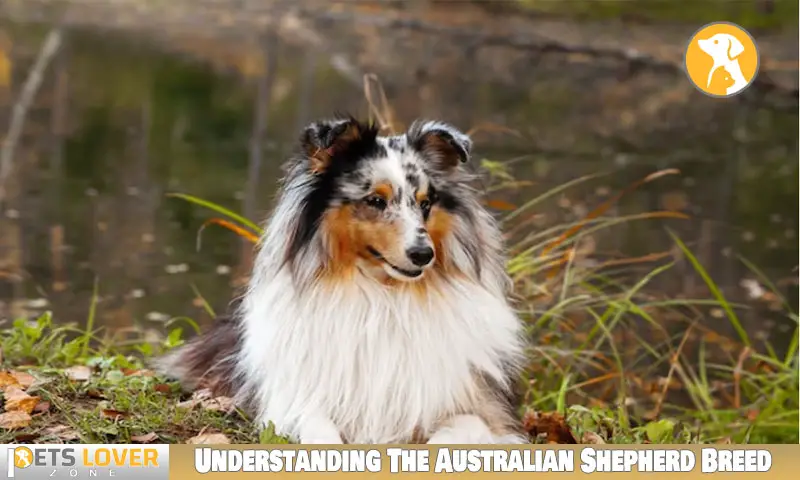 Understanding The Australian Shepherd Breed