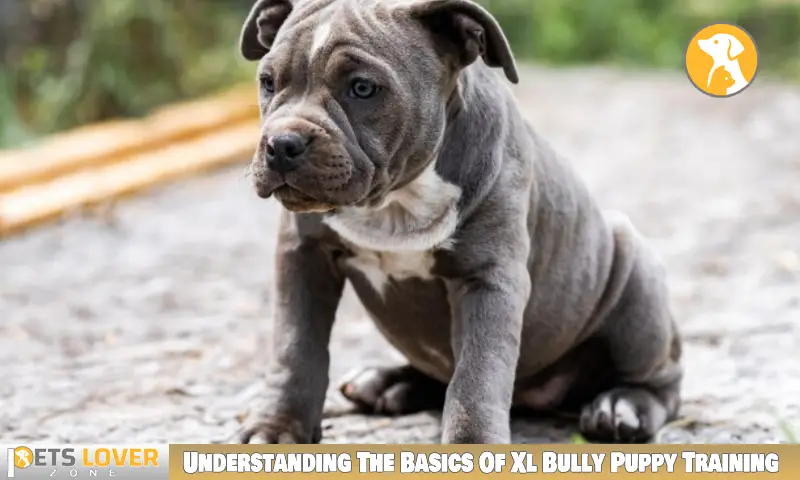 Understanding The Basics Of Xl Bully Puppy Training