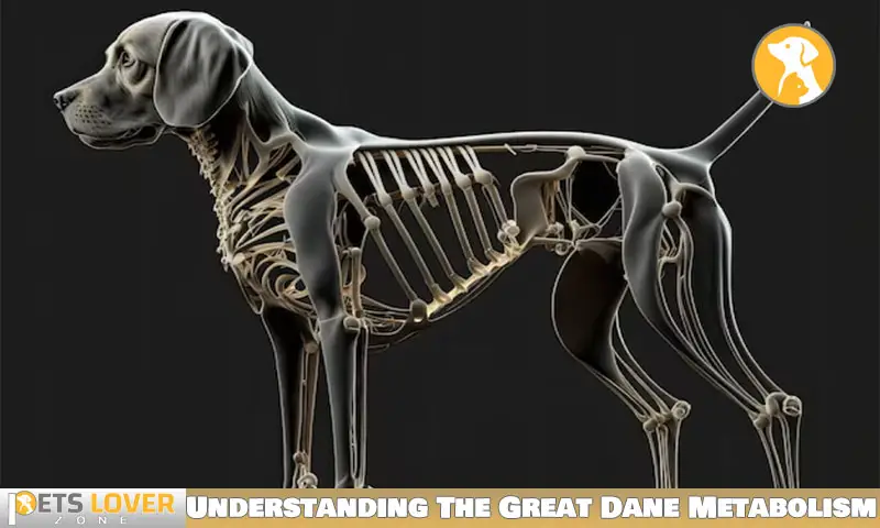 Understanding The Great Dane Metabolism