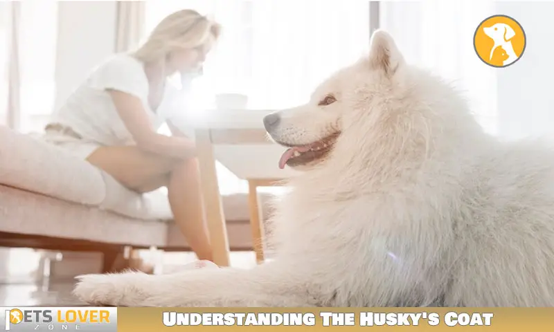 Understanding The Husky's Coat