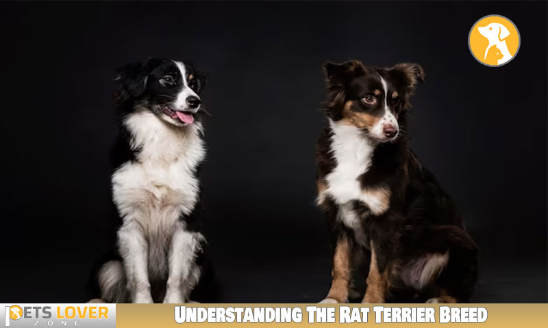 Understanding The Rat Terrier Breed