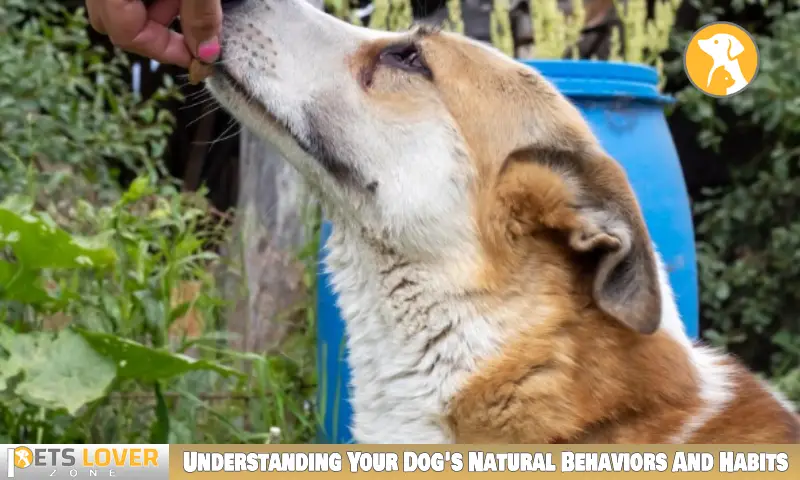 Understanding Your Dog's Natural Behaviors And Habits