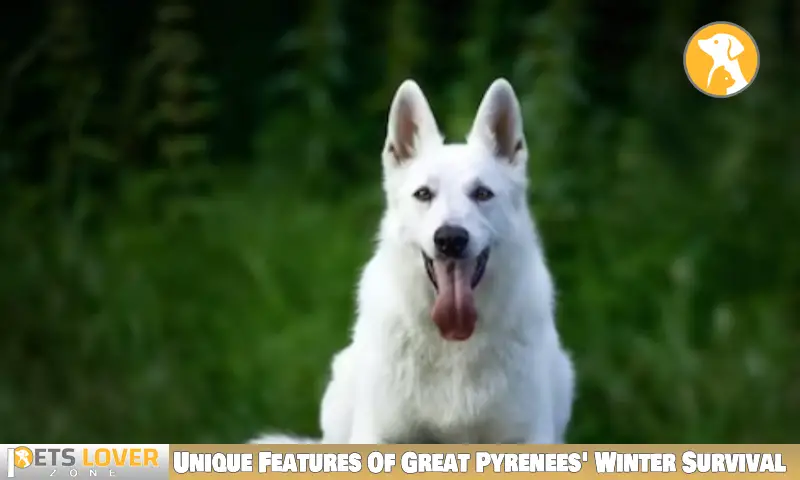 Unique Features Of Great Pyrenees' Winter Survival