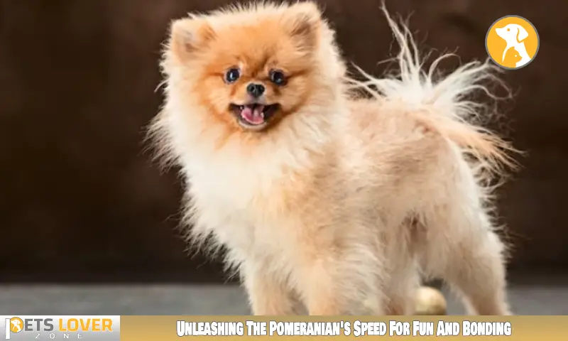 Unleashing The Pomeranian's Speed For Fun And Bonding