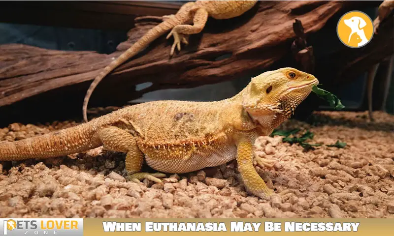 When Euthanasia May Be Necessary For A Bearded Dragon