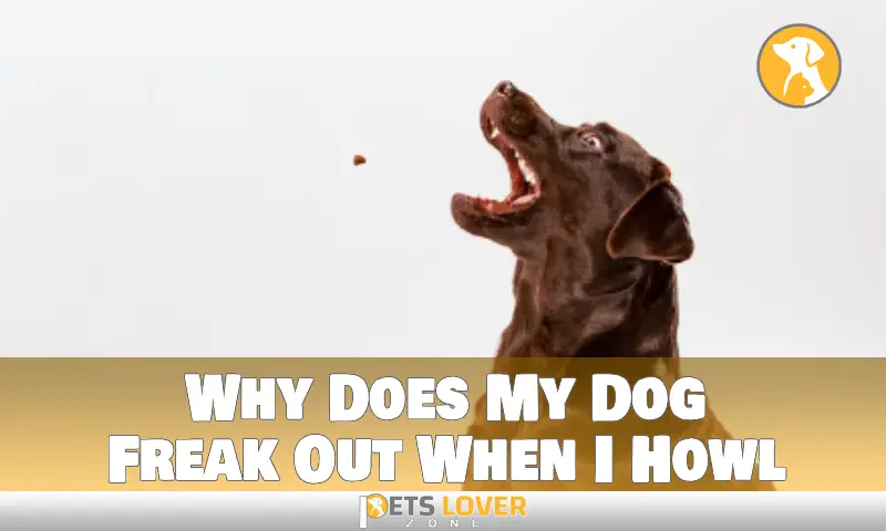Why Does My Dog Freak Out When I Howl
