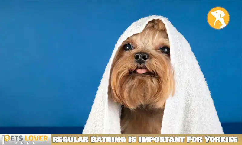 Why Regular Bathing Is Important For Yorkies