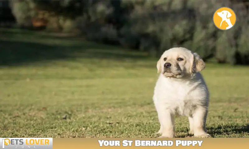Your St Bernard Puppy